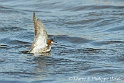 Phalarope a bec etroit 1961